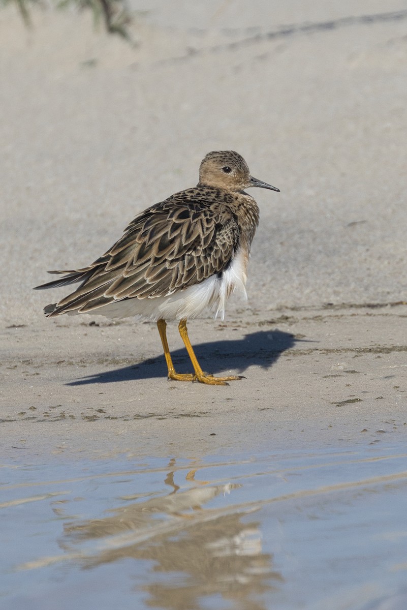 Buff-breasted Sandpiper - ML565118801