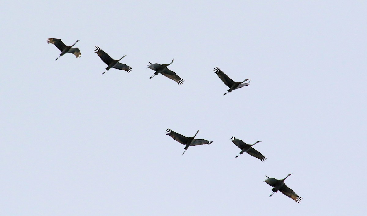 Sandhill Crane - ML565119171