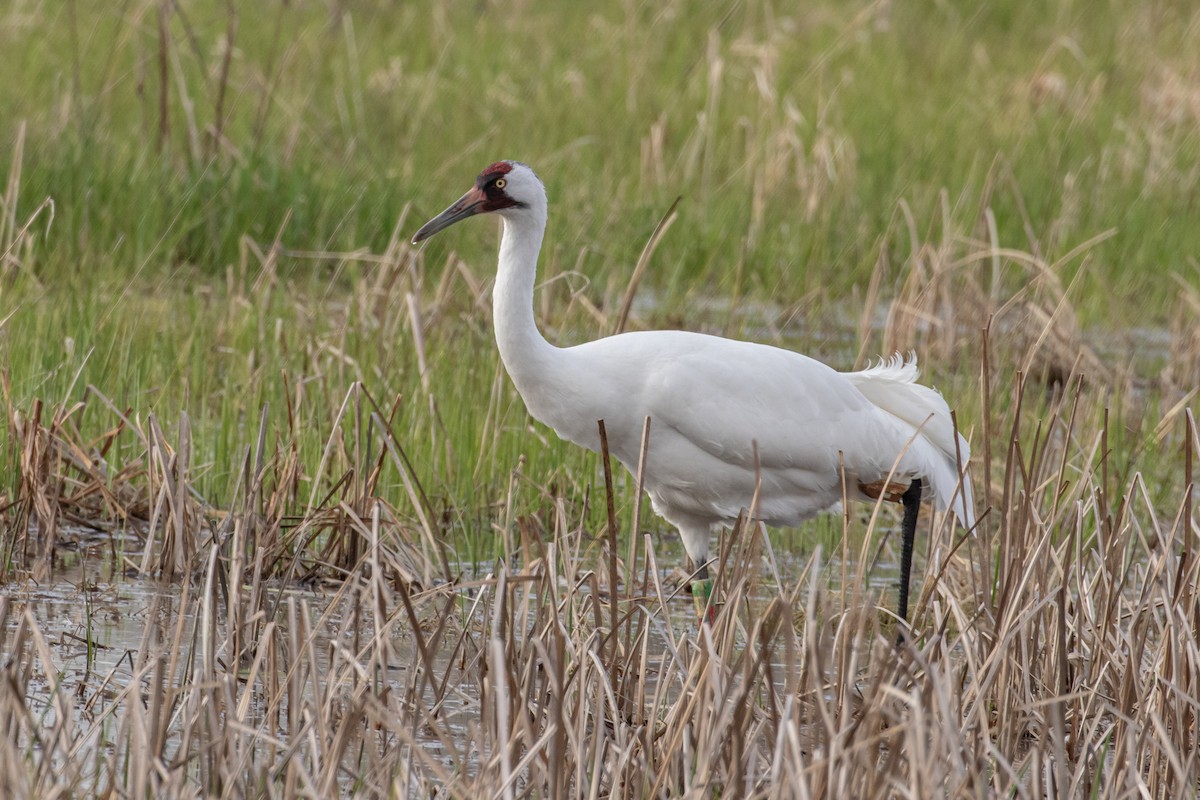 Whooping Crane - ML565119221