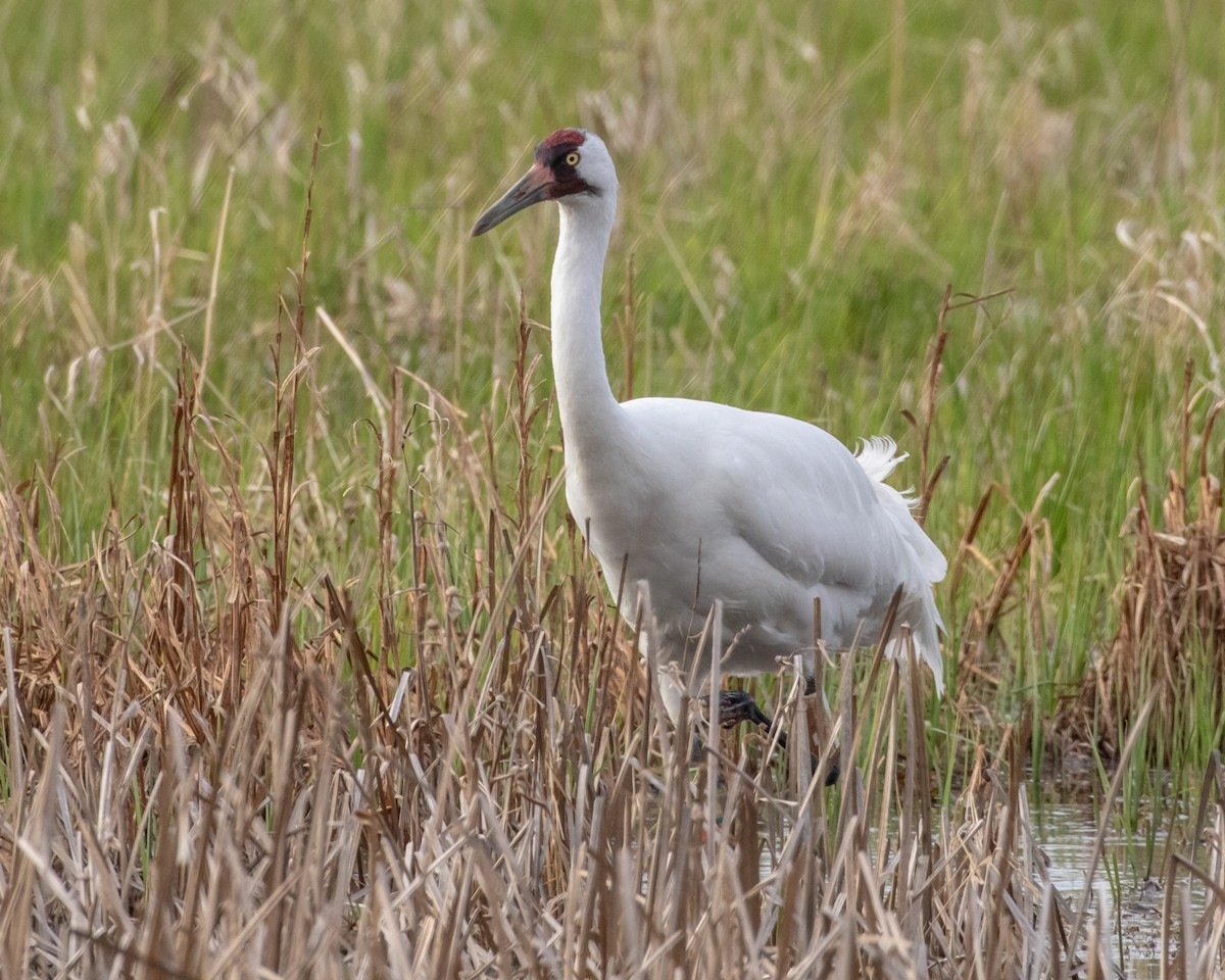 Whooping Crane - ML565119251