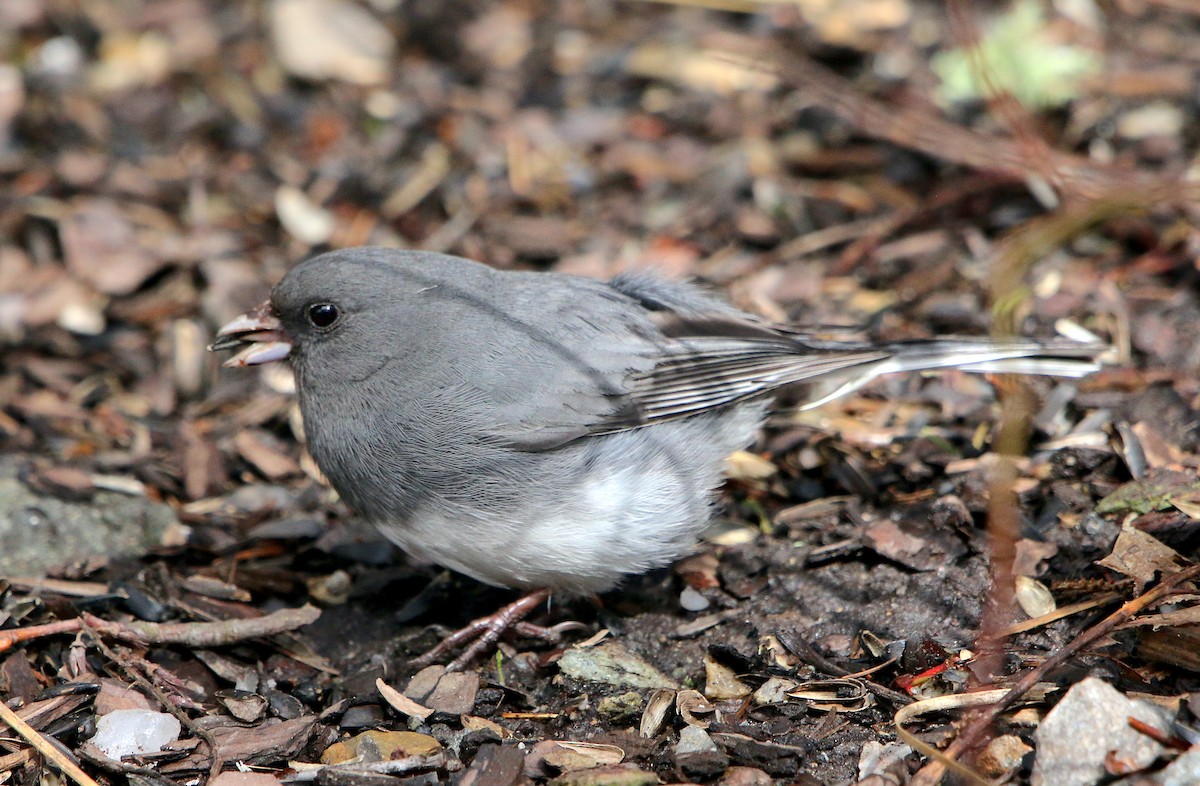 Dark-eyed Junco (Slate-colored) - ML565119341