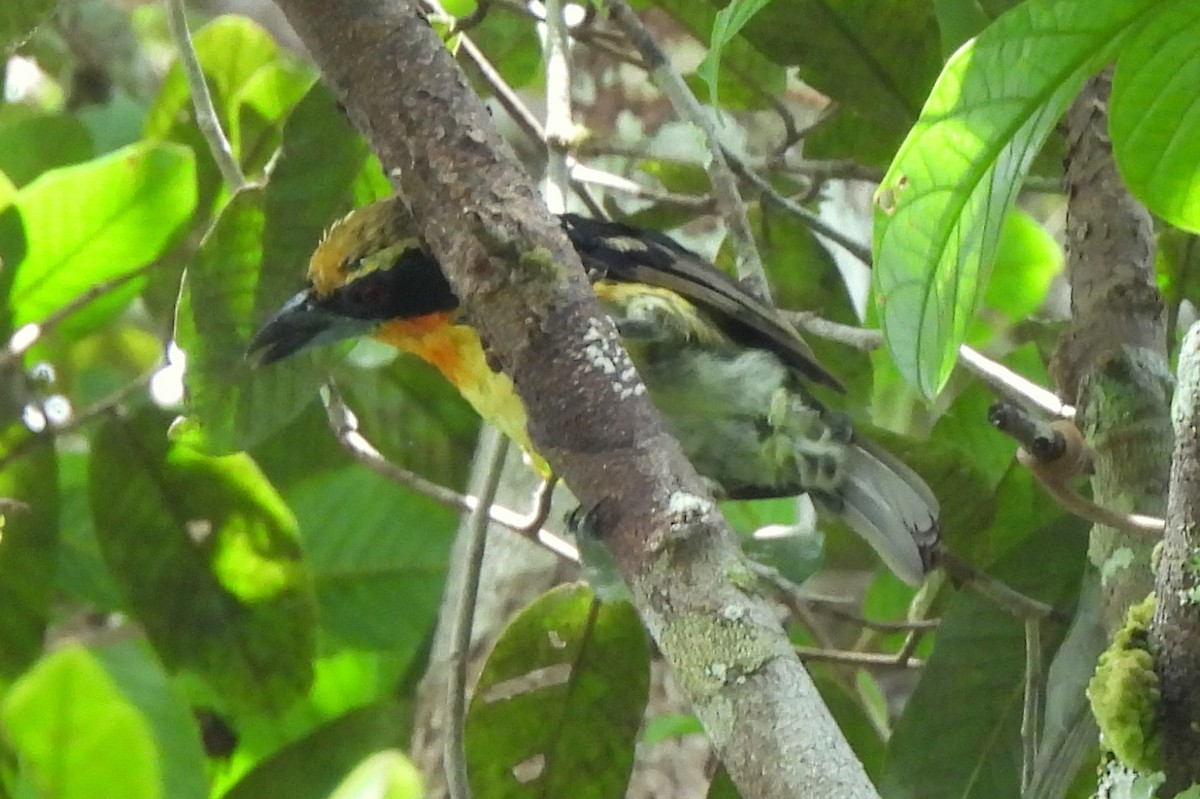 Gilded Barbet - ML565119511