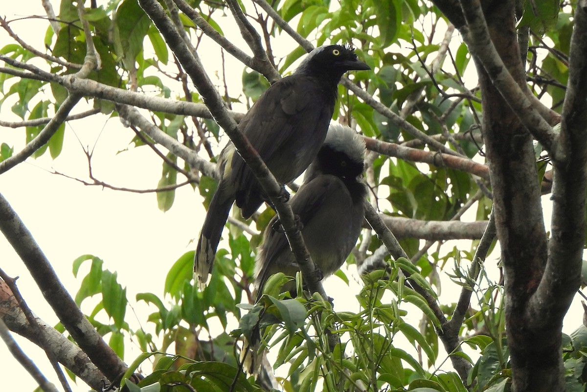 Azure-naped Jay - ML565119681