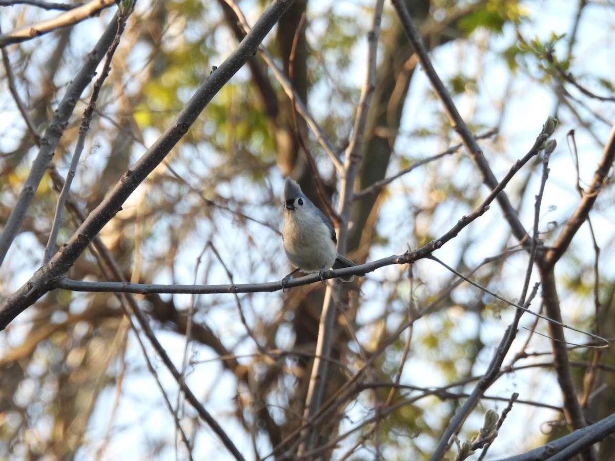 Tufted Titmouse - ML565120391