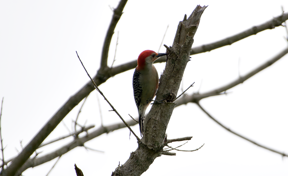 Red-bellied Woodpecker - ML565120531