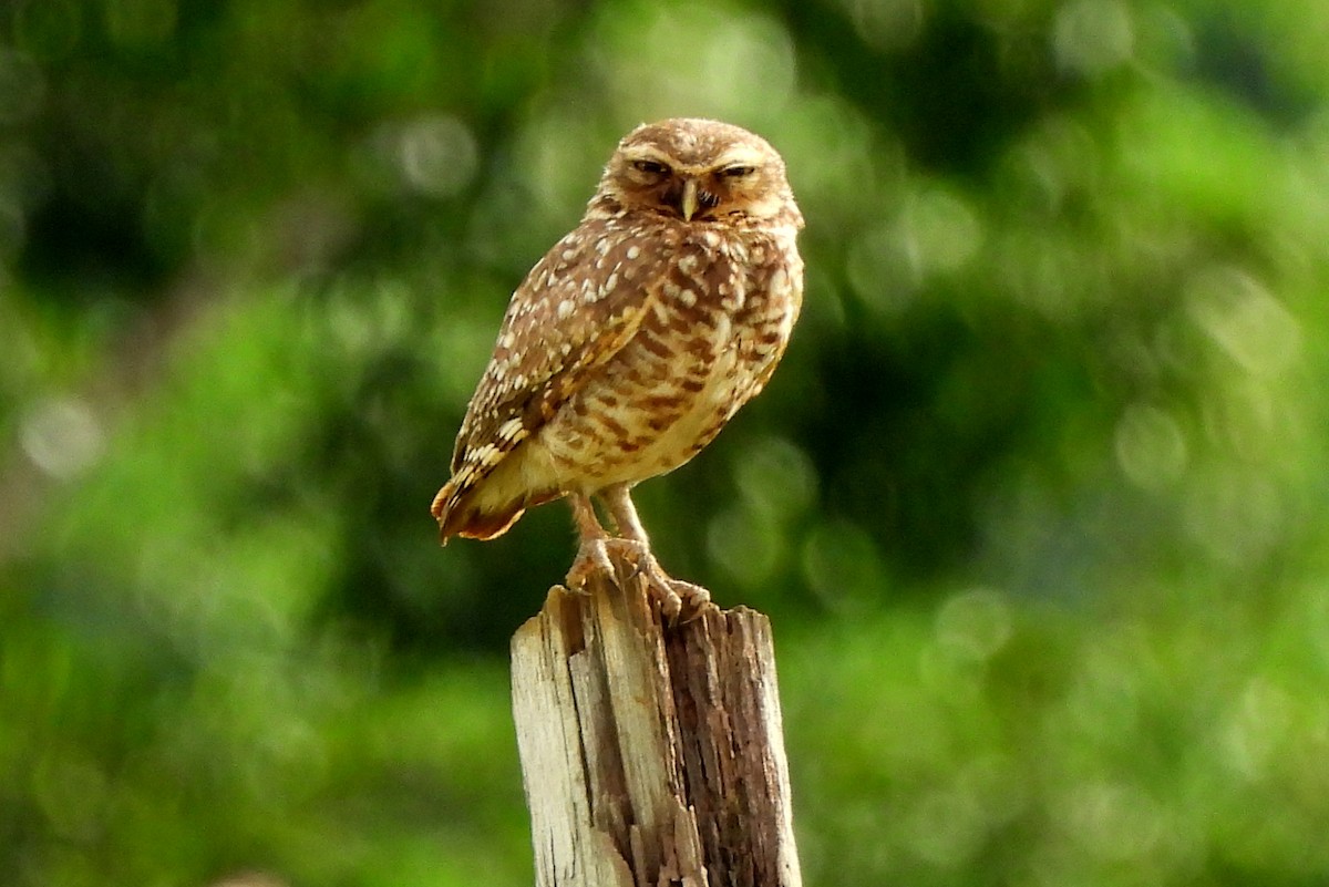 Burrowing Owl - ML565120971