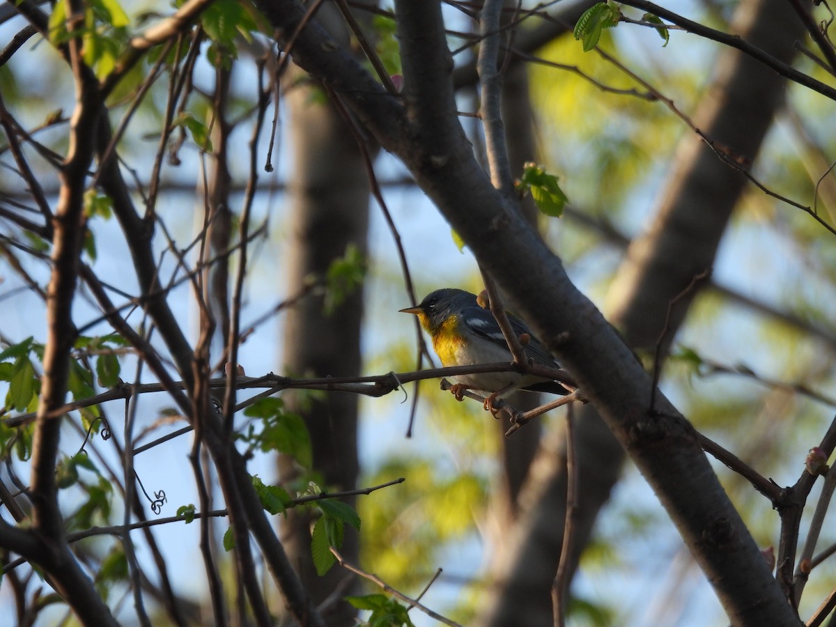 Northern Parula - ML565121131