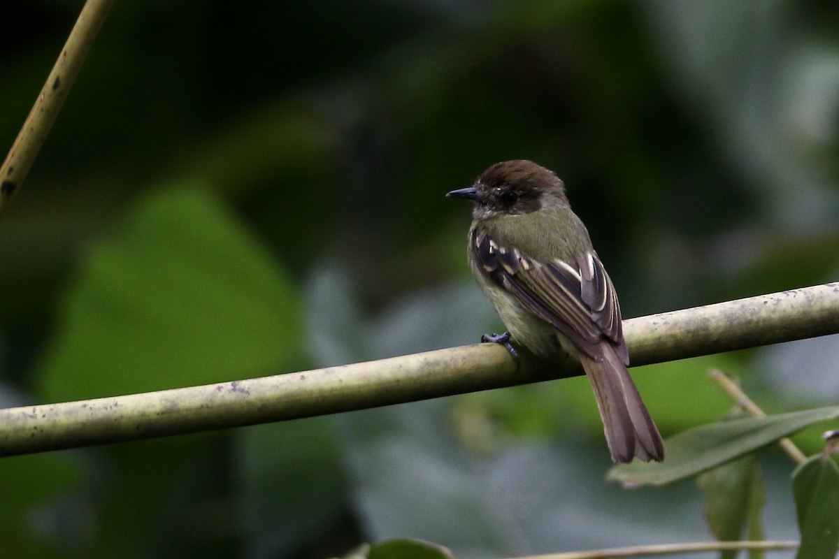 Sepia-capped Flycatcher - ML565121801