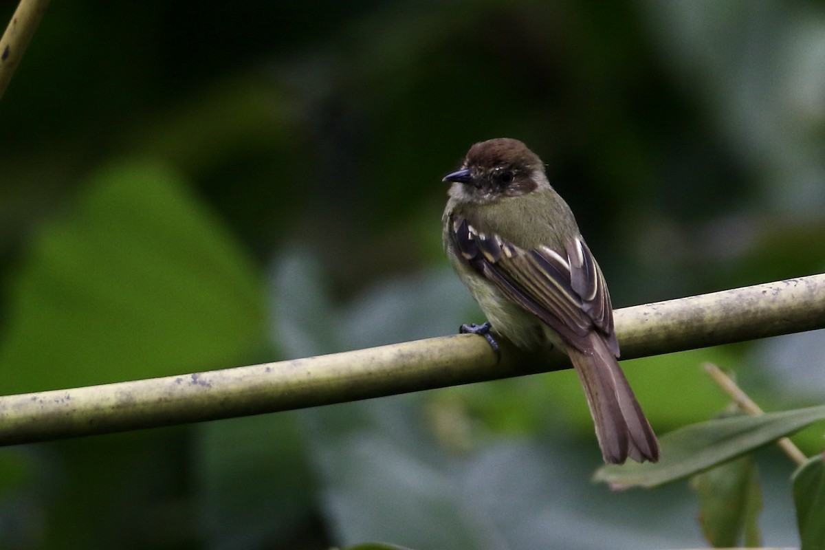 Sepia-capped Flycatcher - ML565121811
