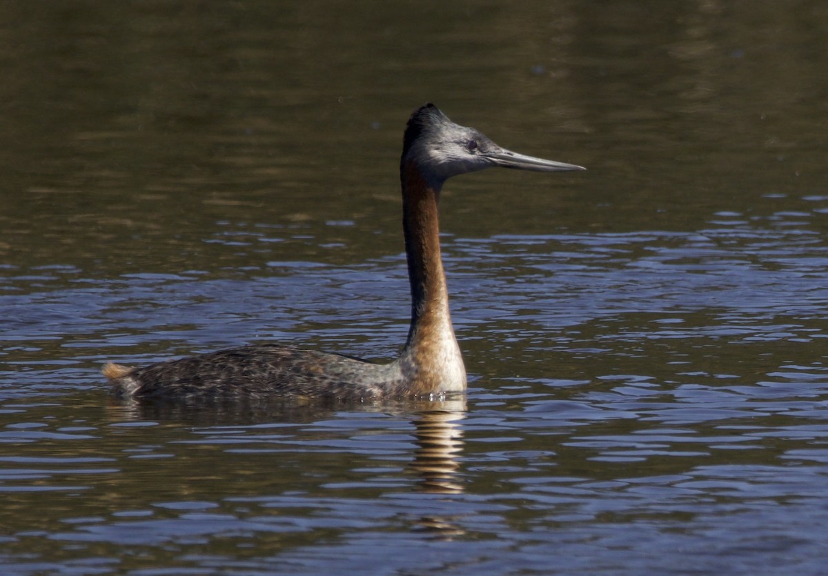 Great Grebe - ML565121931