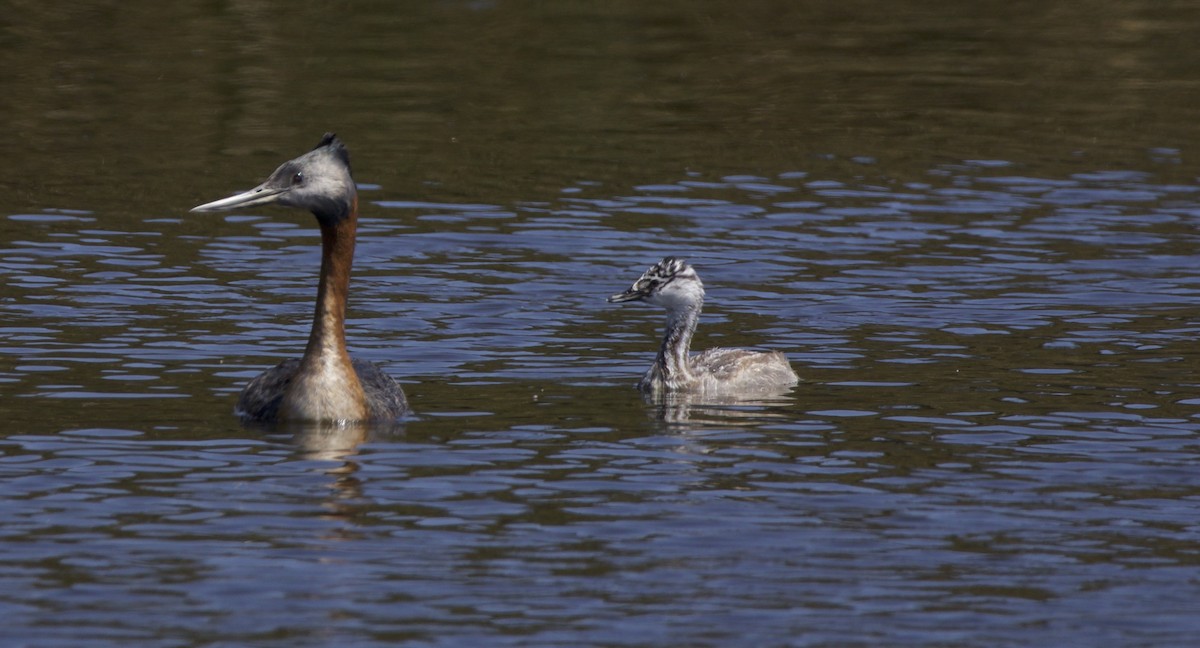 Great Grebe - OSCAR PEREDO