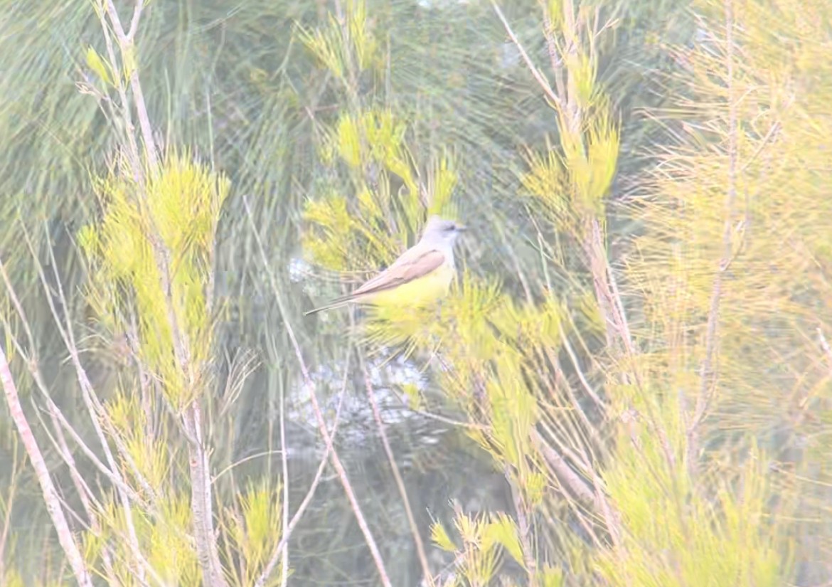 Western Kingbird - ML565123101