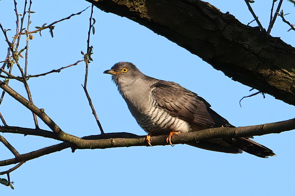 Common Cuckoo - ML565123151