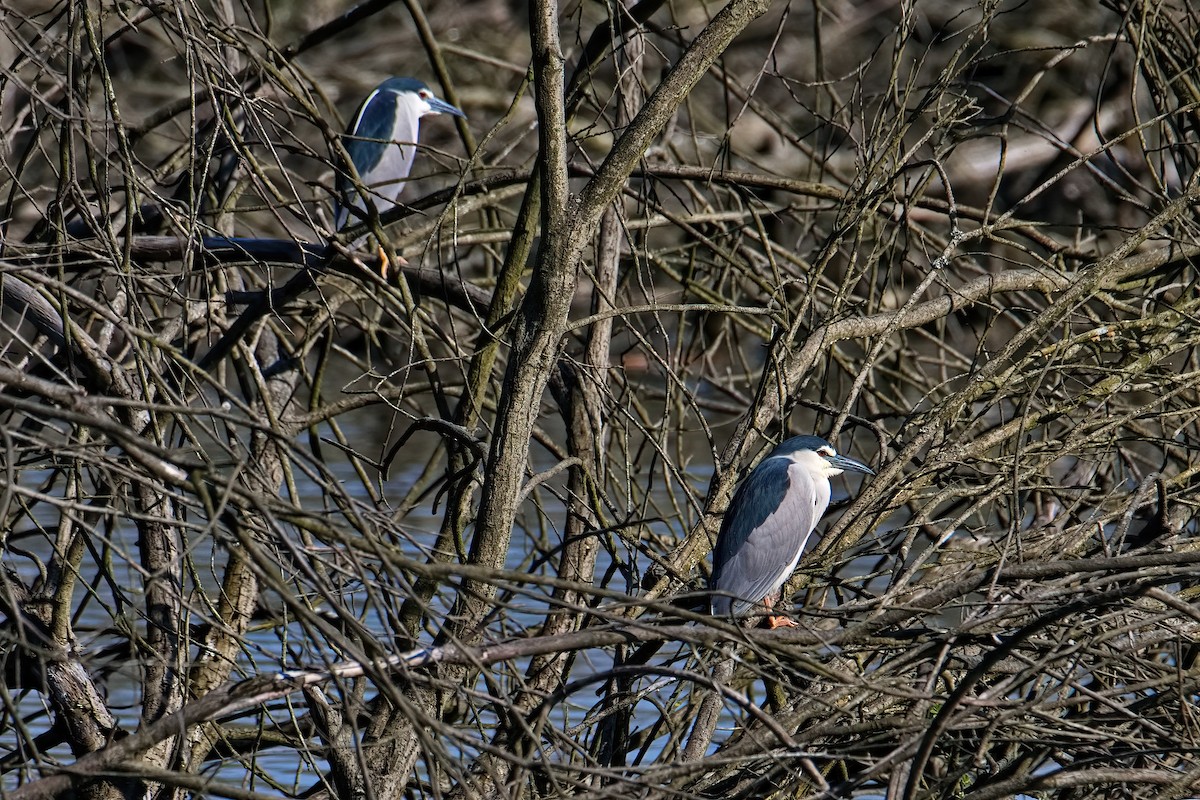 Black-crowned Night Heron - ML565123271