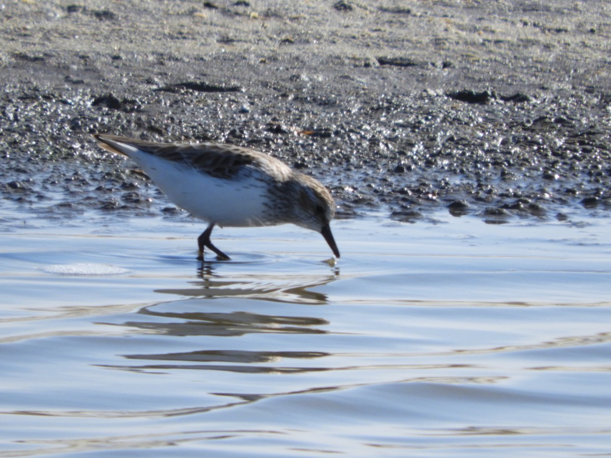 Semipalmated Sandpiper - ML565123471