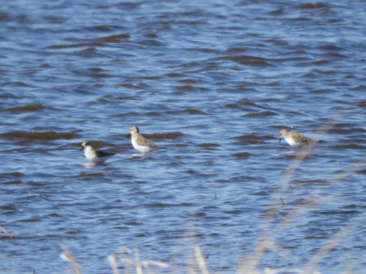 Semipalmated Sandpiper - ML565123481