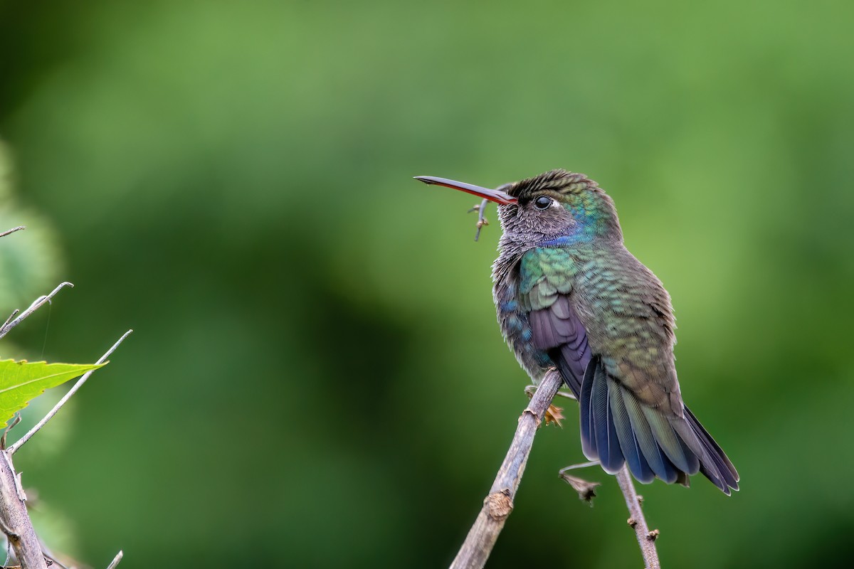 kolibřík safírový - ML565123541