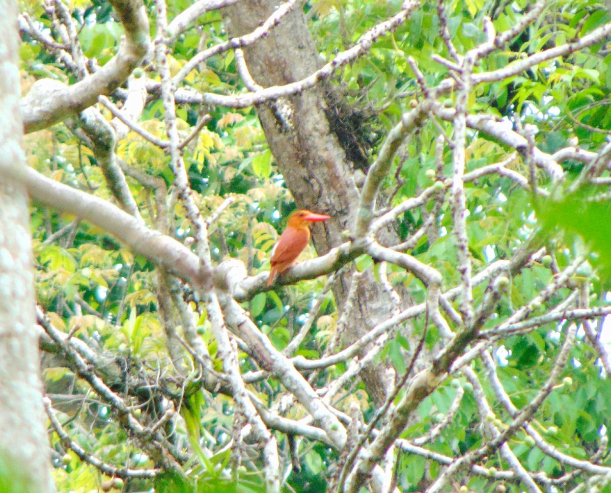 Ruddy Kingfisher - Rustom Basumatary
