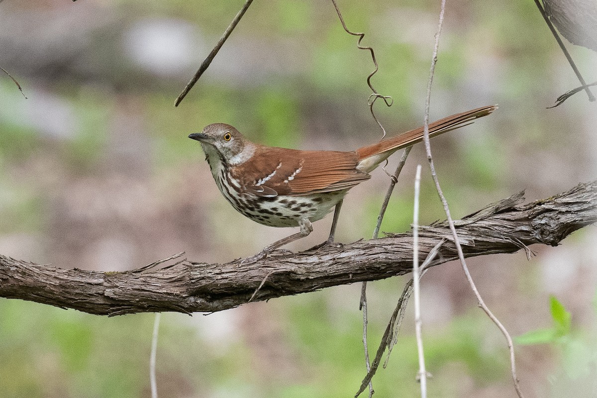 Brown Thrasher - Barry Marsh