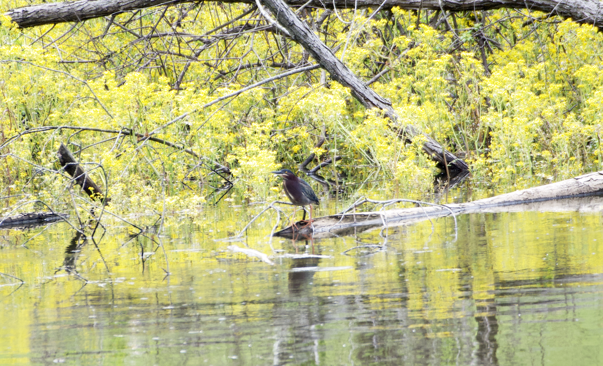 Green Heron - ML565125831