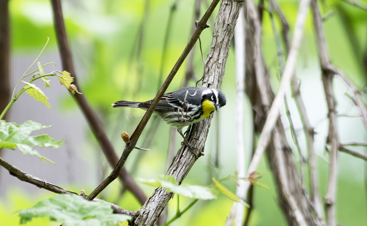 Yellow-throated Warbler - ML565125921