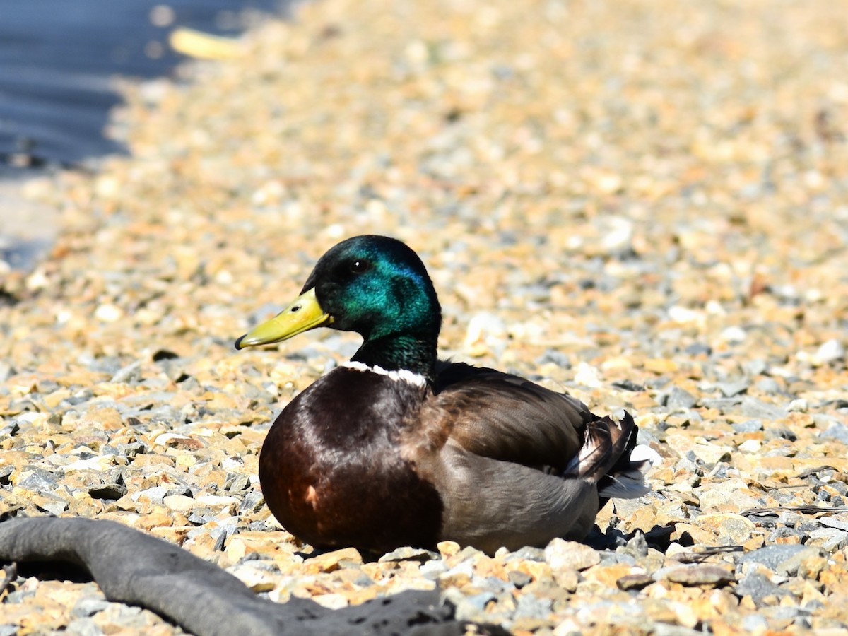 Mallard (Domestic type) - Zayra Peña Moreno