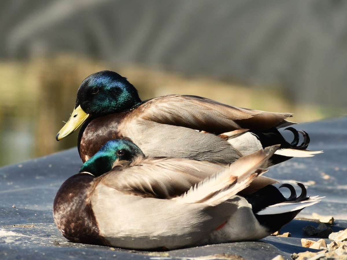 Mallard (Domestic type) - ML565126231