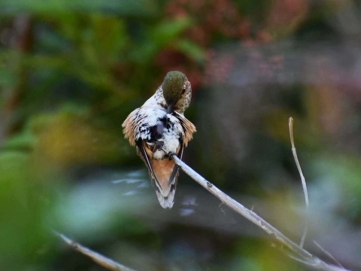 Rufous Hummingbird - ML565126541