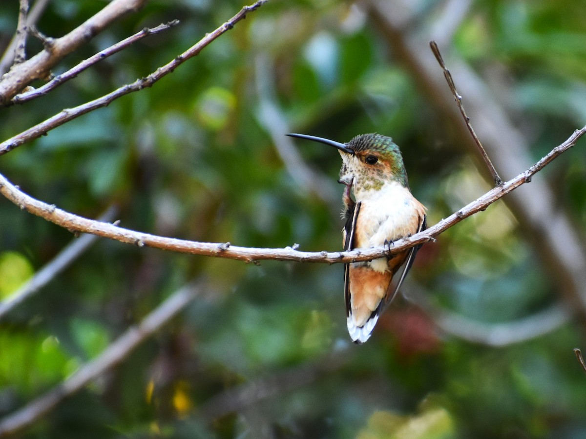 rødkolibri - ML565126571