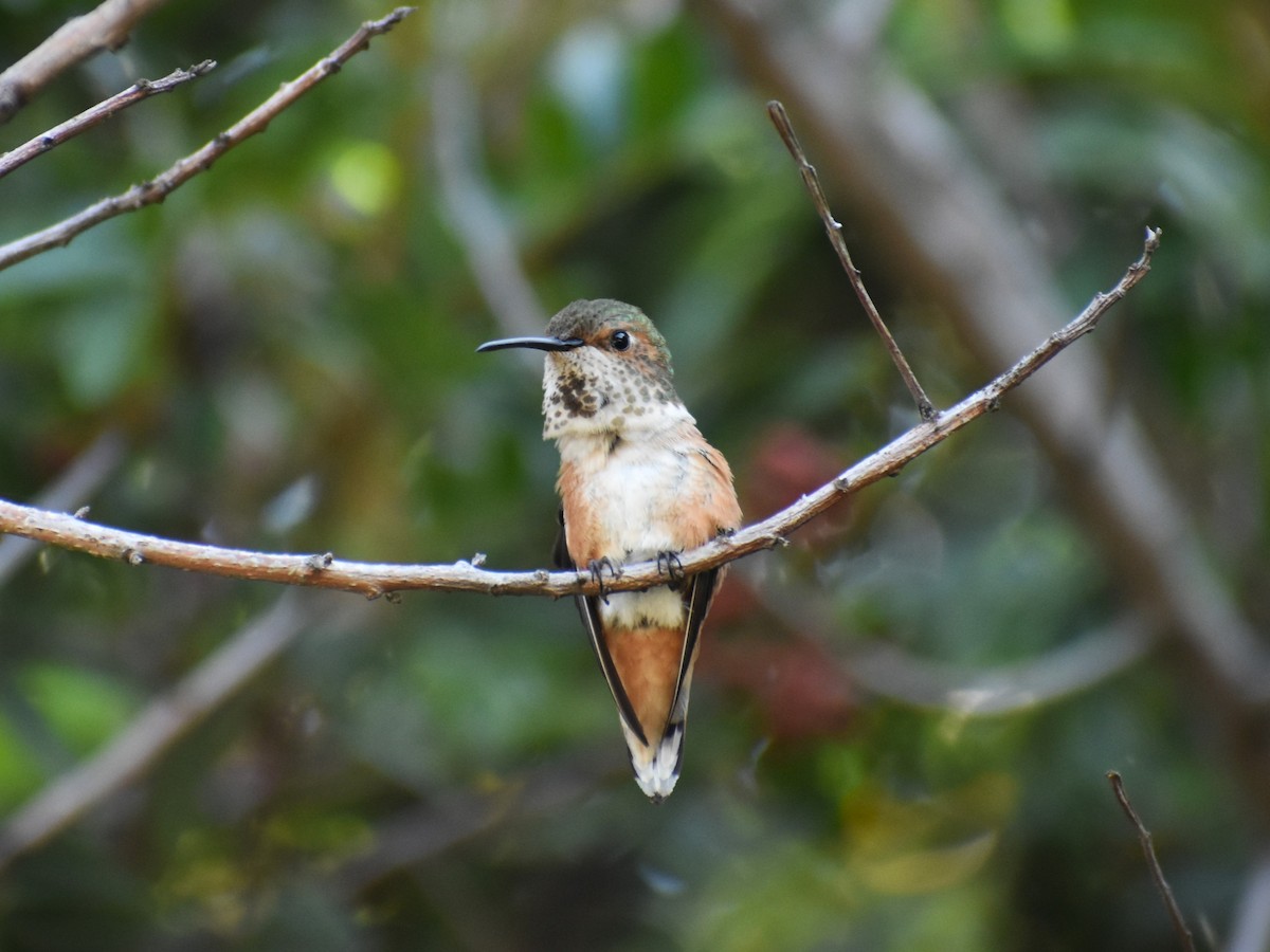 Rufous Hummingbird - ML565126591