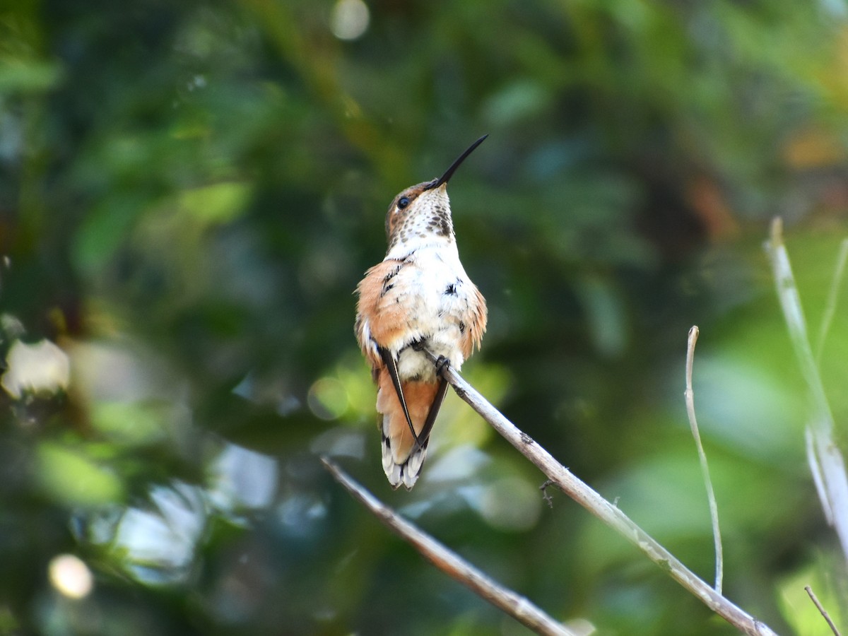 Rufous Hummingbird - ML565126601