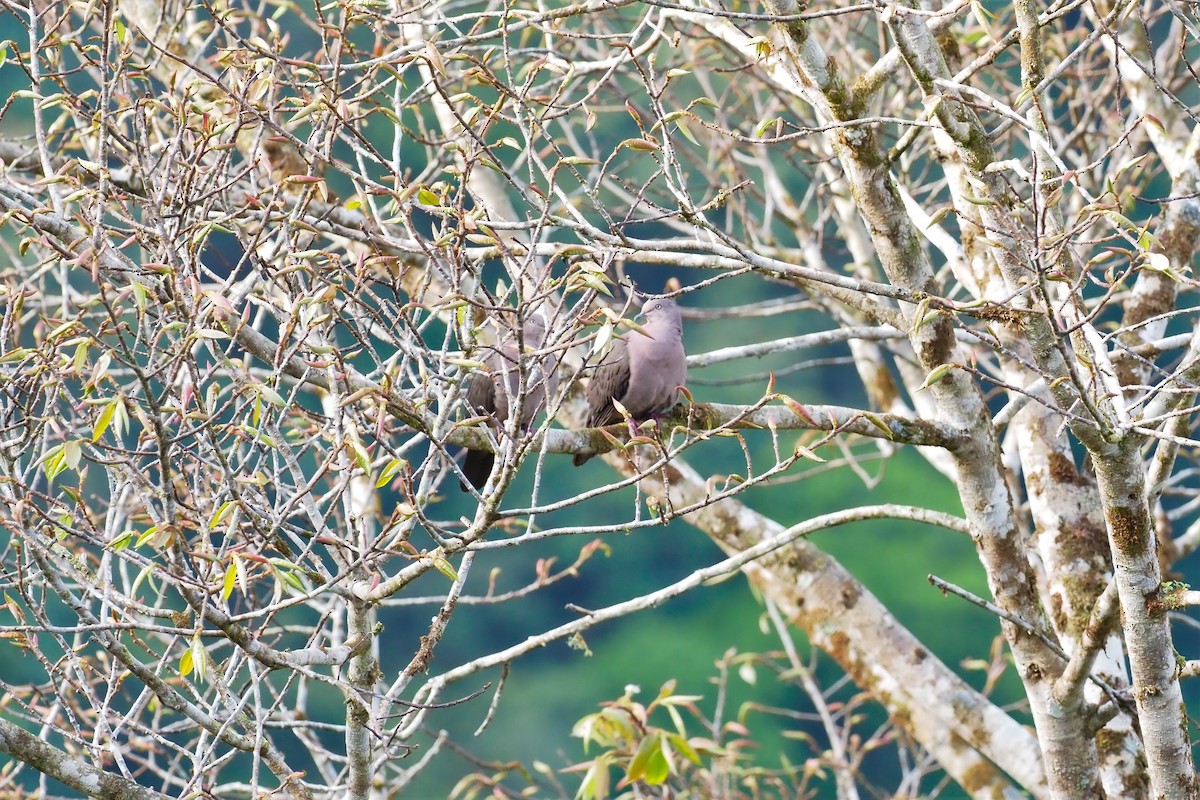 Plumbeous Pigeon - ML565127261