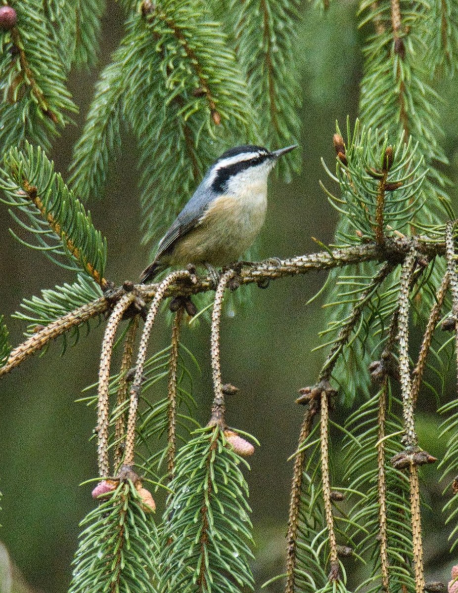 Red-breasted Nuthatch - ML565128121