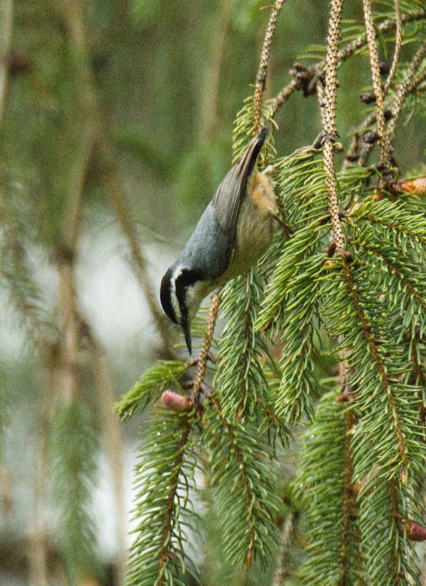 Red-breasted Nuthatch - ML565128131