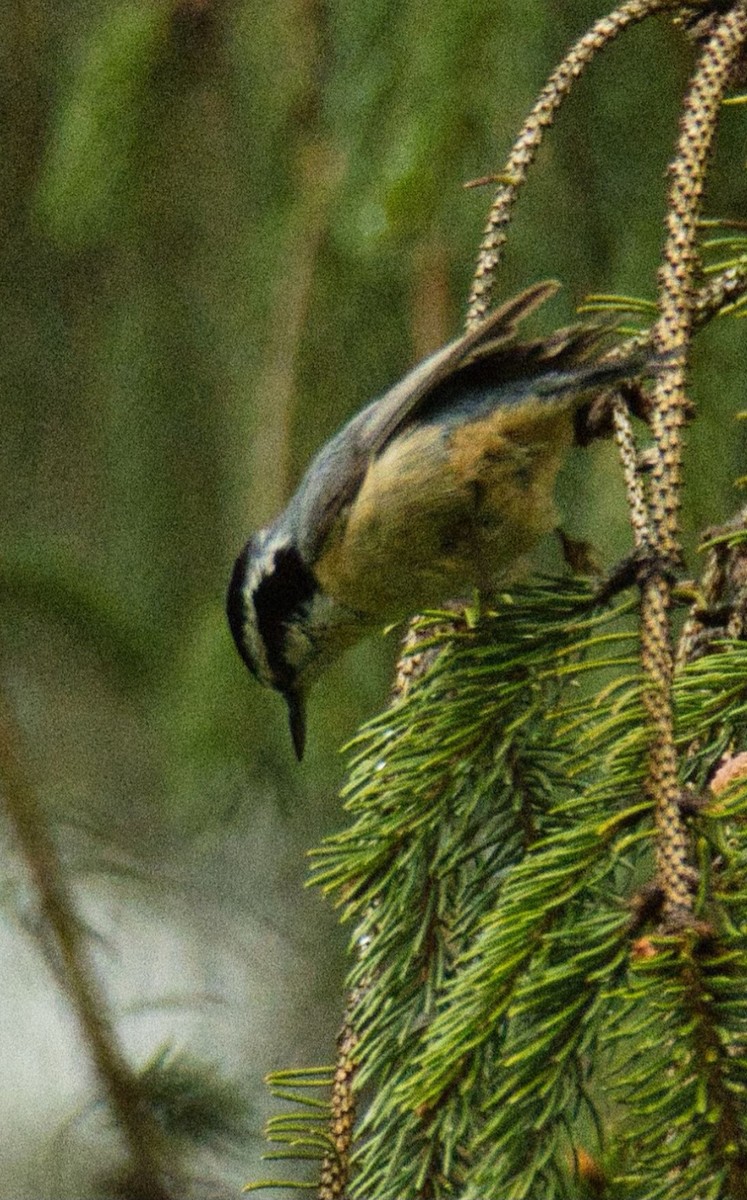 Red-breasted Nuthatch - ML565128141