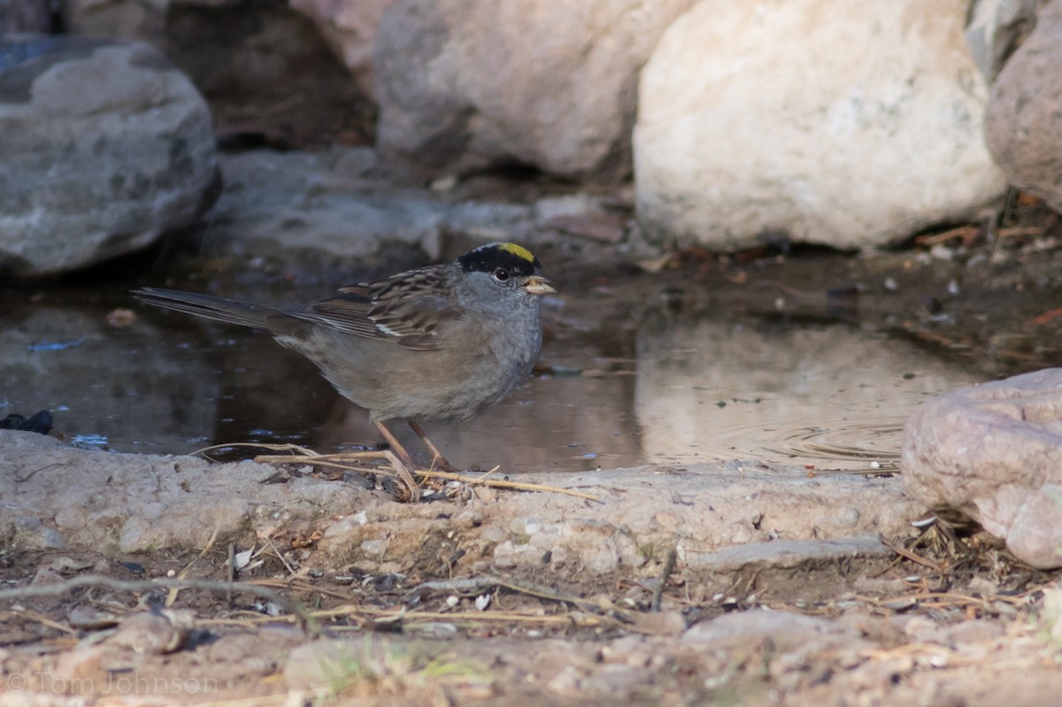 Golden-crowned Sparrow - ML56512861