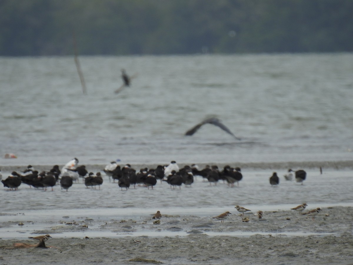 Semipalmated Plover - ML565128661