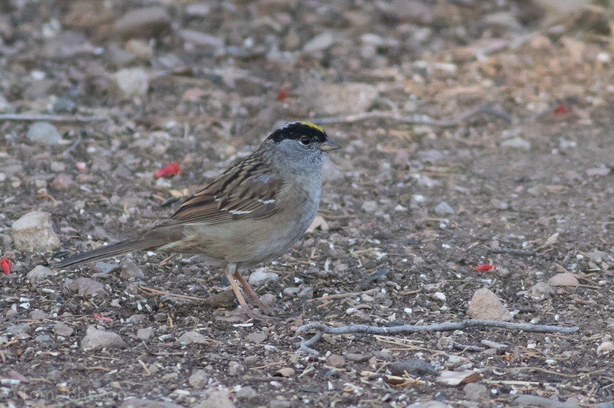 Golden-crowned Sparrow - ML56512871