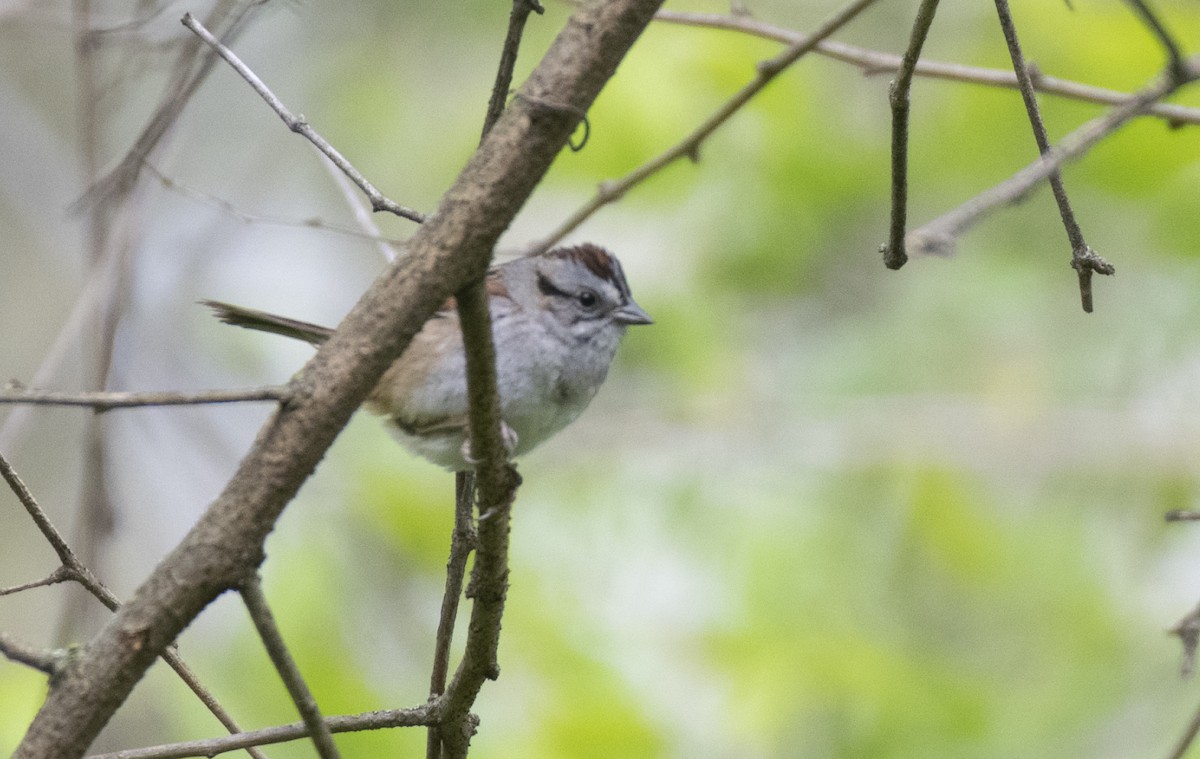 ヌマウタスズメ - ML565129341