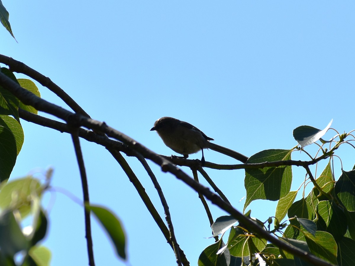 Wrentit - ML565129411