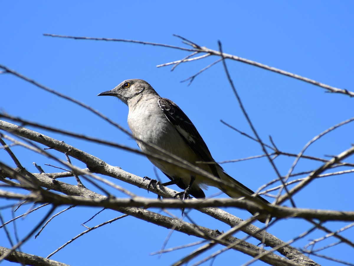 Northern Mockingbird - ML565129801