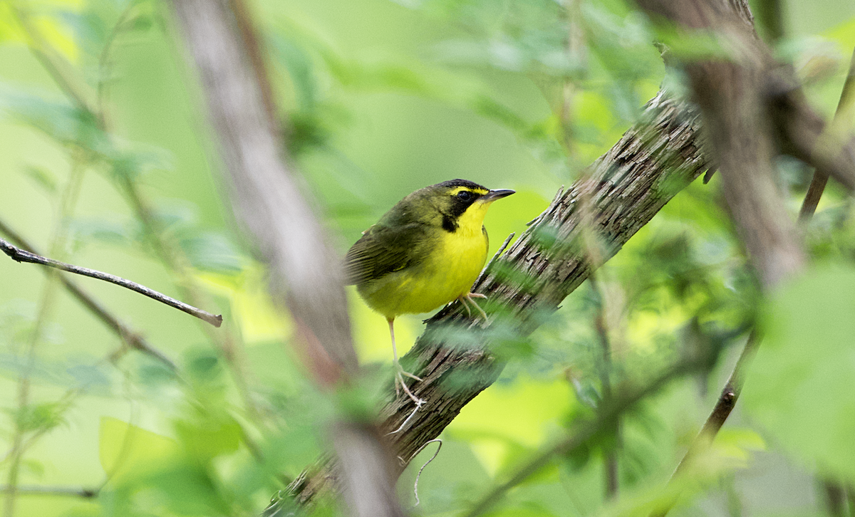 Kentucky Warbler - ML565129811