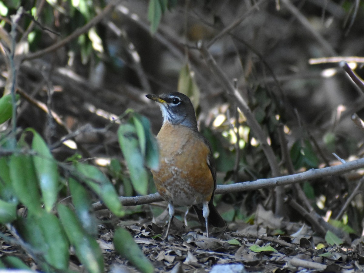 American Robin - ML565130081