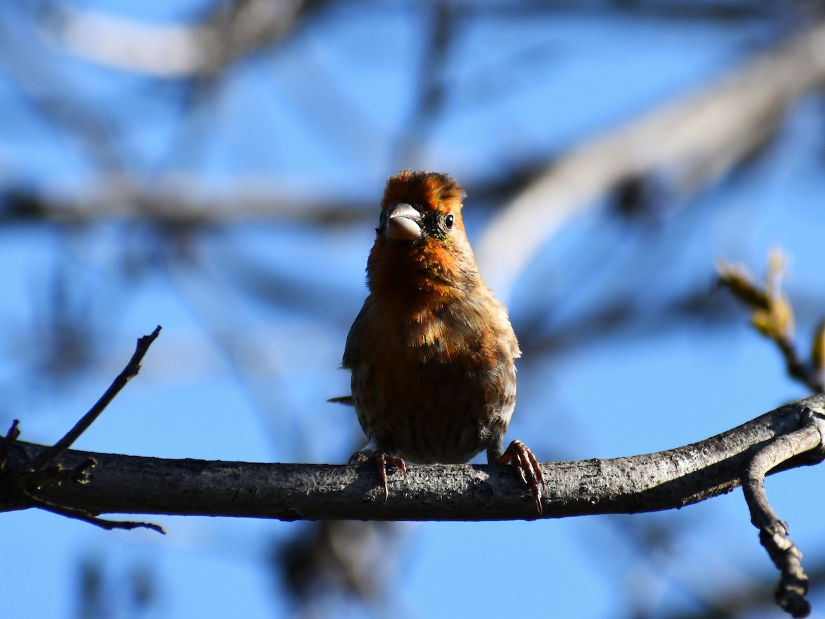 House Finch - ML565130281