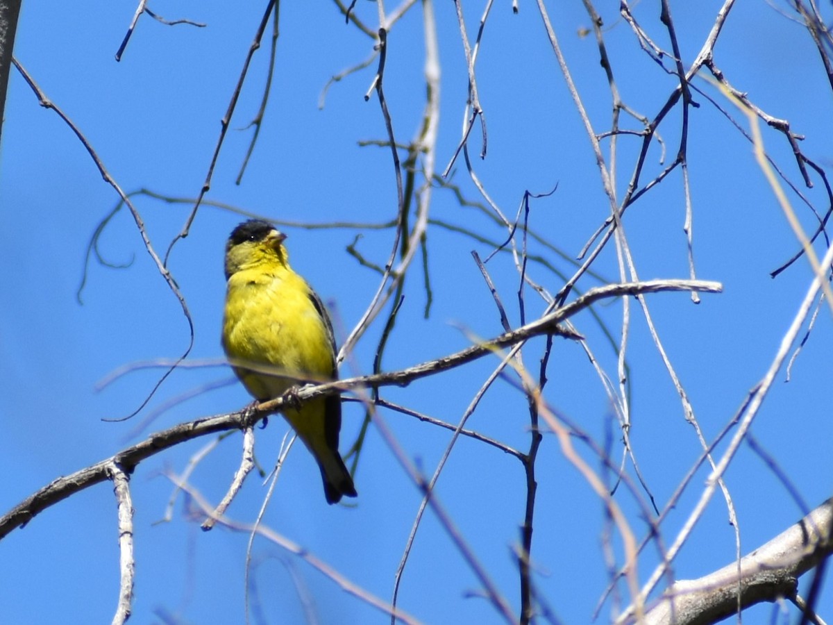 Lesser Goldfinch - ML565130441