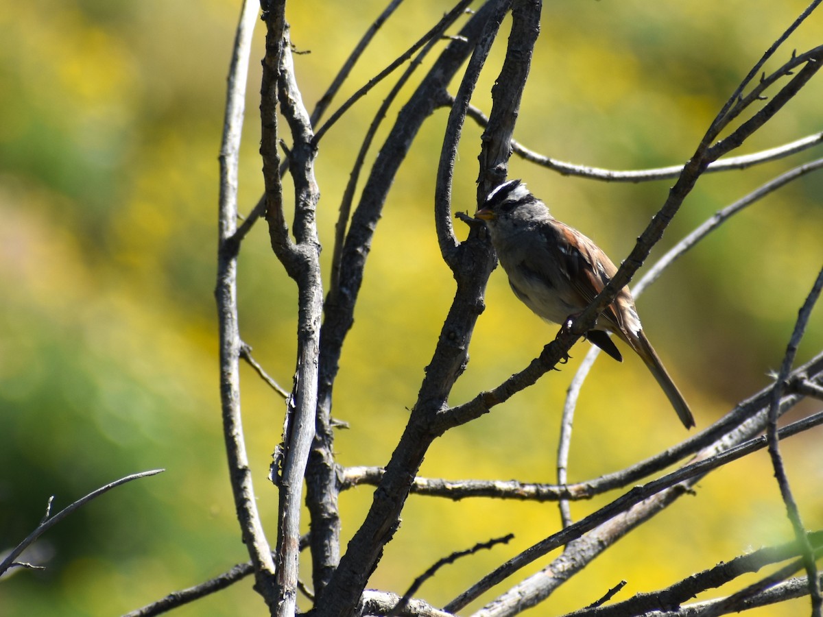 White-crowned Sparrow - Zayra Peña Moreno