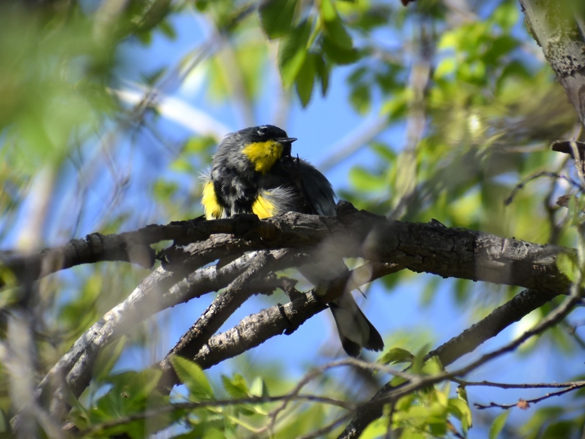 Yellow-rumped Warbler - ML565130981