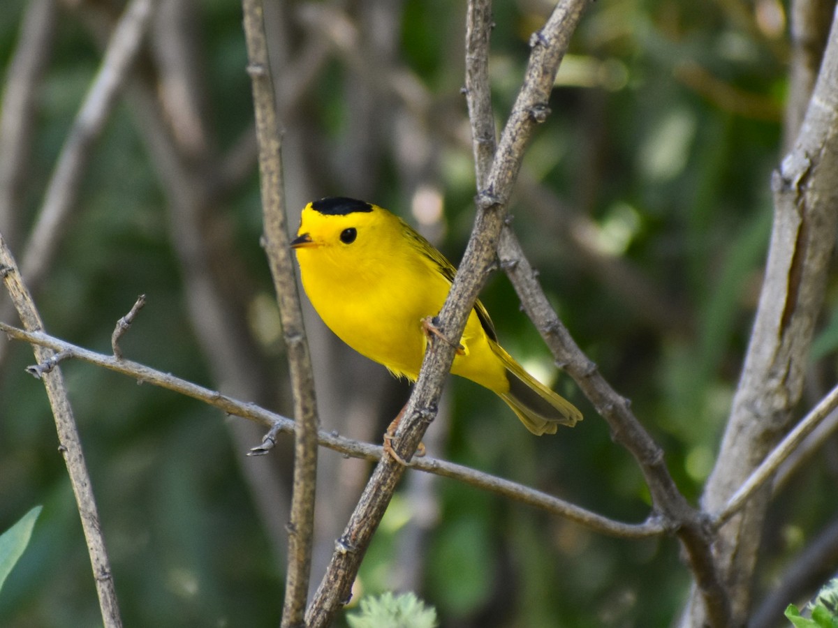 Wilson's Warbler - ML565131141