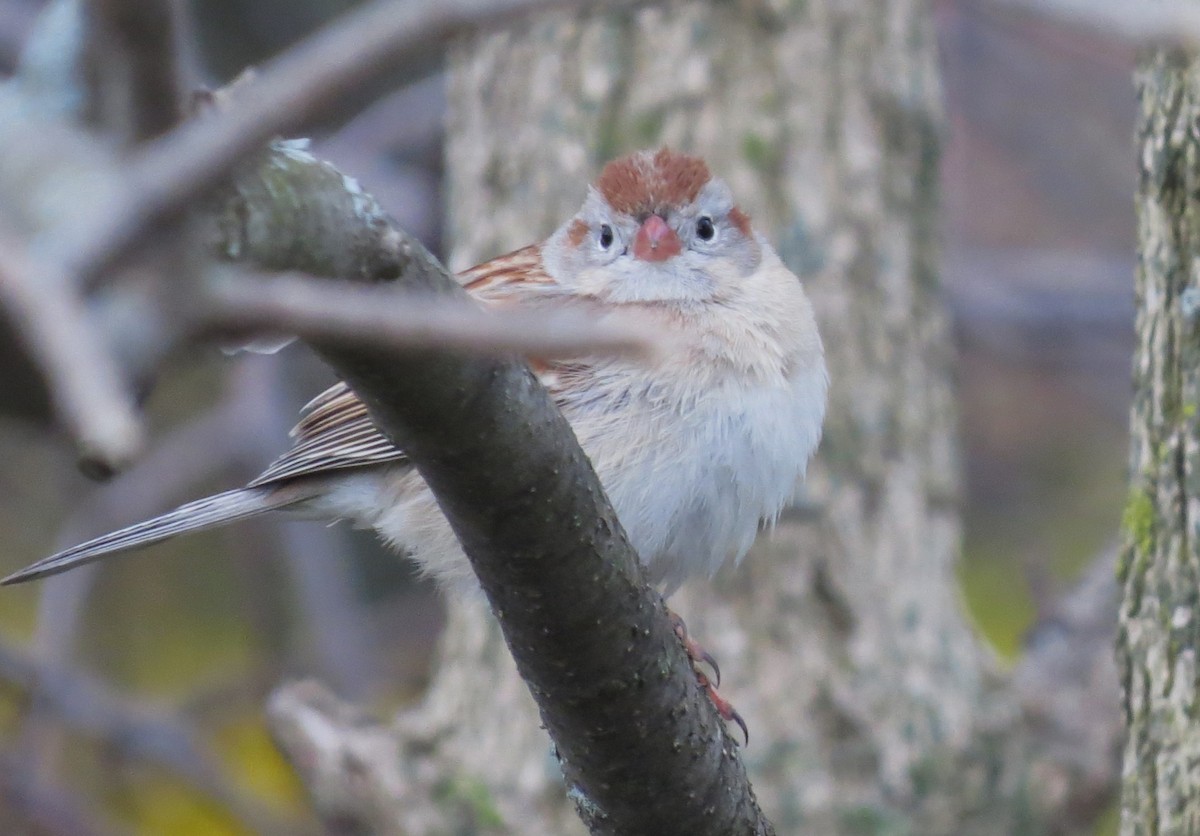 Field Sparrow - ML565131211