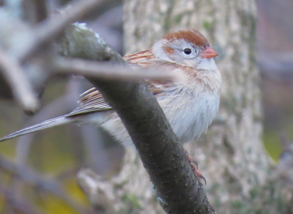 Field Sparrow - ML565131261